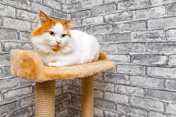 image of a cat lying in a bed with space for an inscription. play complex for cats. scratching post for cat. 