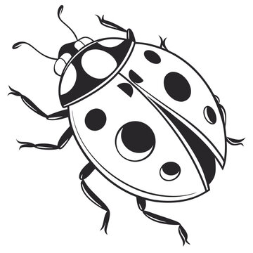 black and white ladybug drawing clip art preview