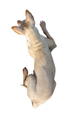 High angle view of a dog lying on a white background.