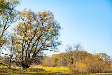 Enjoy the beauty of the yellow trees in the river's floodplain. Plunge into the calming atmosphere of autumn. Take a walk along the river and enjoy the fall colors.