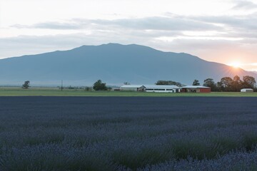 A field of lavender with a red barn in the background. The sun is setting behind the mountains