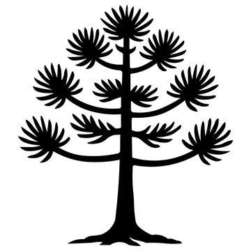 Arauc&aacute;ria tree illustration, simple araucaria pine tree from Brazil, Chile, Argentina, South America. Outline on transparent background