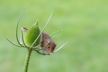 Harvest mouse, Micromys minutus, on teasel