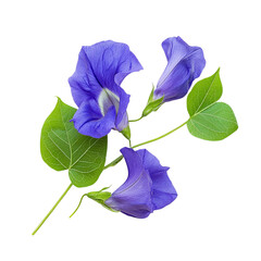 Blue Butterfly Pea Flowers and Leaves isolated on transparent background