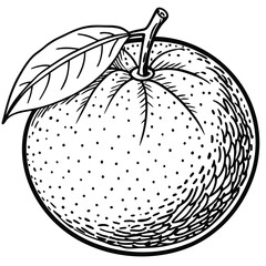 Hand Drawn Citrus Fruit Illustration