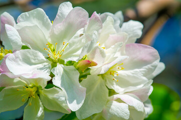 Obraz premium The juxtaposition of delicate flowers with strong branches creates a beautiful contrast. Each delicate petal adds a touch of elegance to the apple tree. The beauty of nature is in the details