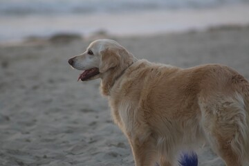 Old Golden Retriever smiling at pacific beach san diego california profile