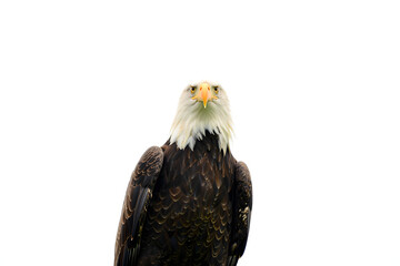 Fototapeta premium Majestic Bald Eagle Portrait: A Symbol of American Pride