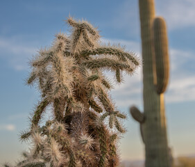 Sonoran Desert Cholla and Saguaro cactuses, Tucson, Arizona, USA
