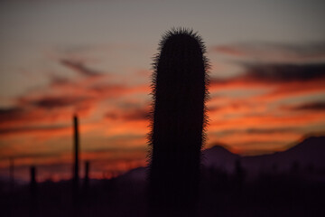 Saguaro cactus sunset, Tucson, Arizona, USA
