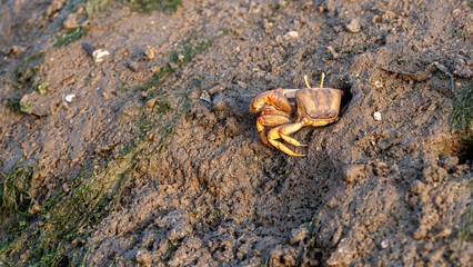 Fiddler crab in its natural sandy environment