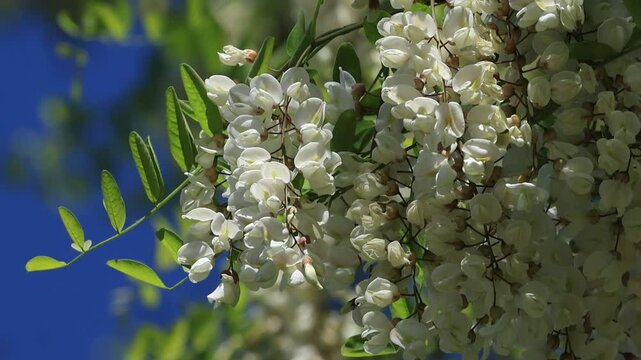 a branch with many white acacia flowers blowing in the wind, blue sky, bright day, white acacia flowers, green leaves of Acacia acanthaster