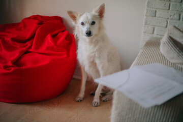White dog sitting on the floor next to a red bean bag and beige couch in a cozy indoor setting....