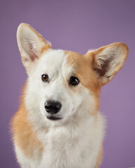 A Corgi looks attentively forward against a purple background, showing curiosity. The portrait emphasizes the dog alert and friendly personality in a calm studio environment.
