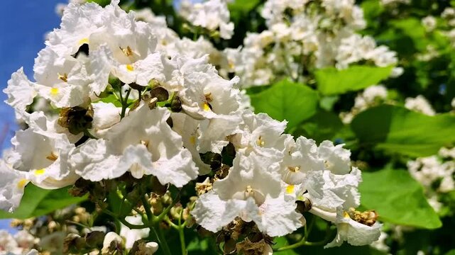 Video of beautiful white flowers with many purple dots and orange areas inside inflorescence of ornamental tree named Catalpa speciosa close-up against blue sky with blurred clouds. Beauty in nature