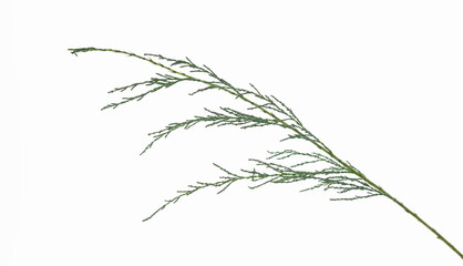 Coniferous tree, green branch isolated on white