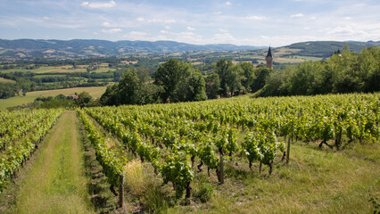 paysage du Beaujolais en France en été