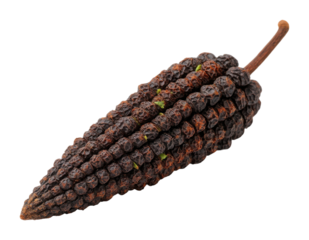 Harvesting unique black fruit agricultural field natural environment detailed view isolated on transparent background