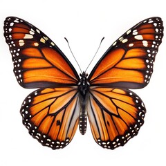 Fototapeta premium butterfly isolated on white background