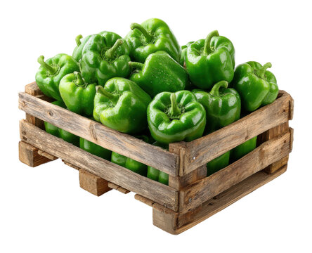 Harvesting fresh green bell peppers local farm produce natural view healthy eating isolated on transparent background