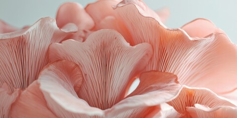 Close-up of pink mushrooms