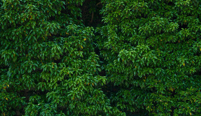 Green wall, wall covered green leaves shrub, background