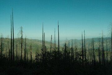 Obraz premium Yosemite National Park in California’s Sierra Nevada mountain barren burnt trees from forest fire