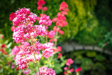 Wonderful Red Valerian herb seen growing in a botanical gardens in England. A small pond is in the...