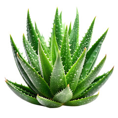 Fototapeta premium Aloe vera plant