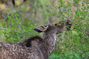Wyoming Moose at The Grand Teton National Park