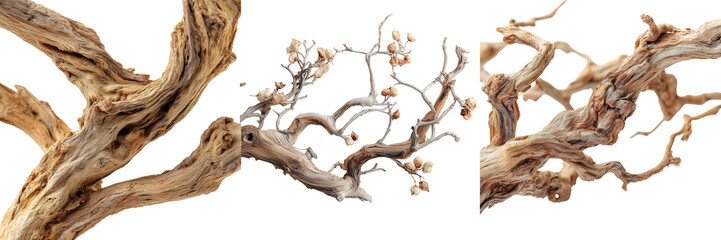 Set of sun-dried tree branches with organic forms and earthy textures isolated on transparent background