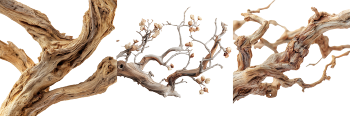 Set of sun-dried tree branches with organic forms and earthy textures isolated on transparent background