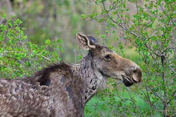 Fototapeta premium Wyoming Moose at The Grand Teton National Park