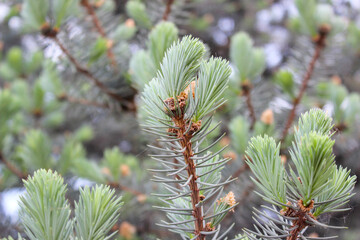 Close-up of decorative blue spruce branches in the backyard.