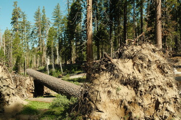 Ancient giant sequoia trees (Sequoiadendron giganteum) at Mariposa Grove in yosemite national park,...