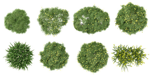 set of box,Thevetia peruviana,Calluna plants on transparent background from the top view