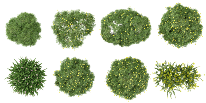 set of box,Thevetia peruviana,Calluna plants on transparent background from the top view