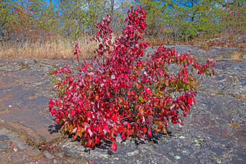 Red Leaved Bush on a Rocky Hill