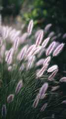 Soft Purple Grasses Sway Gently in the Breeze During Twilight in a Peaceful Field.