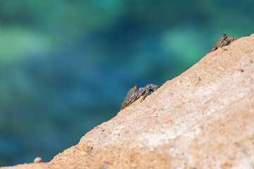 Sea animal Crab - Brachyura climbing on a stone by the sea