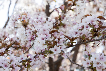 Obraz premium Beautiful cherry blossoms in spring 