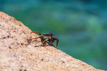Sea animal Crab - Brachyura climbing on a stone by the sea