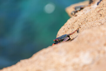 Sea animal Crab - Brachyura climbing on a stone by the sea
