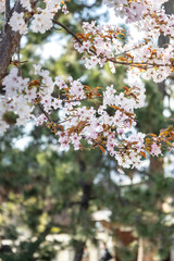 Beautiful cherry blossoms in spring 