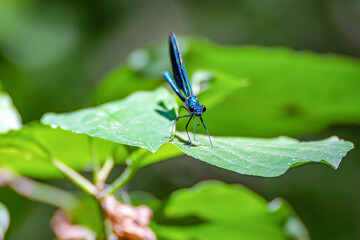 A male dragonfly the Damselfly or Dark-winged Damselfly (Calopteryx virgo), illuminated by...