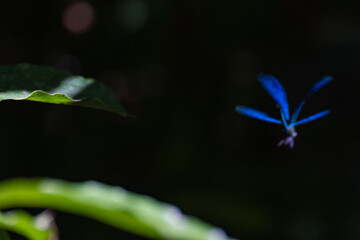 An artistic photograph of a flying blue dragonfly illuminated by sunlight, with empty green leaves on the left.