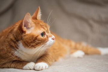 Portrait of a beautiful red domestic cat in an apartment.