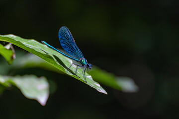 A male dragonfly the Damselfly or Dark-winged Damselfly (Calopteryx virgo), illuminated by...