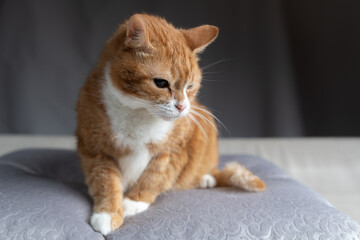 Portrait of a beautiful red domestic cat in an apartment.