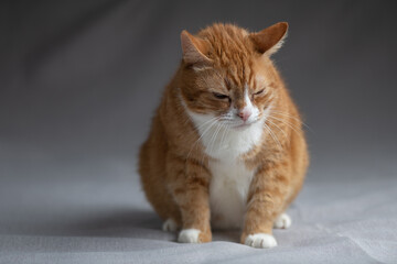 Fototapeta premium Portrait of a beautiful red domestic cat in an apartment.